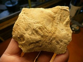 Ancient Ichnofossil Trilobite Tracks Indiana W/ Acrylic Display 210717