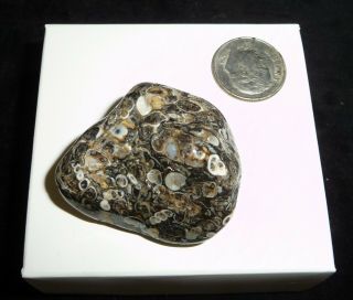 Natural Turritella Agate Fossil Polished Stone Morooco 25 Grams