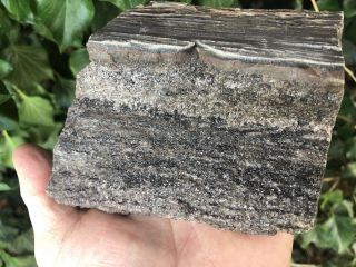 ☘️rr⚒: Saint Johns Arizona Petrified Wood With Dark Smoky Quartz