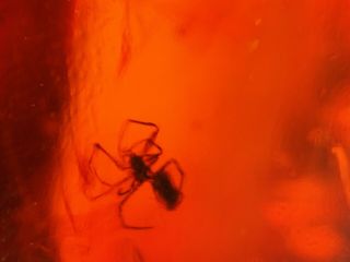 Spider In Red Blood Amber Burmite Myanmar Burma Amber Insect Fossil Dinosaur Age