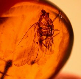 Large Homopteran,  Tipulid Fly In Burmite Amber Fossil Gemstone Dinosaur Age