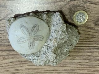 Fossil Echinoderm Sea Urchin / Sand Dollar In Matrix
