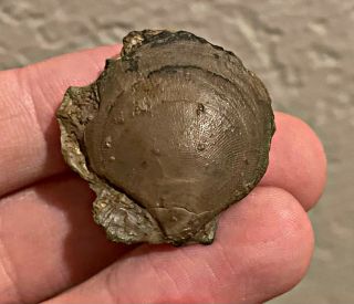 Rare France Fossil Bivalve Camptonectes Auritus Jurassic Dinosaur Age Clam Shell