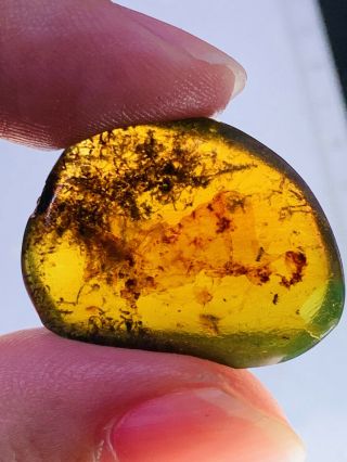 2.  43g Unknown Items&fly Burmite Myanmar Burmese Amber Insect Fossil Dinosaur Age