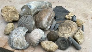 Box Of British Fossils.  Selection Of Good Quality Fossils.