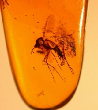 Mycetophilid Fly,  Chironomid In Burmite Amber Fossil Gemstone Dinosaur Age
