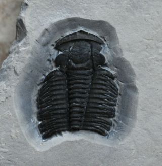 Stunning Hedinaspis Trilobite Fossil,  Upper Cambrian,  Mckay Grp,  Canada