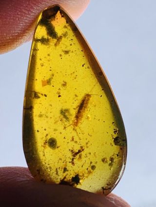 1.  11g Unknown Bug&fly Burmite Myanmar Burmese Amber Insect Fossil Dinosaur Age