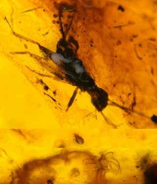 2 Tick&cricket Larva Burmite Myanmar Burmese Amber Insect Fossil Dinosaur Age