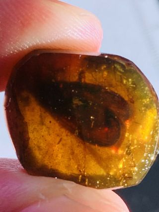 2.  12g Unknown Big Fly Burmite Myanmar Burmese Amber Insect Fossil Dinosaur Age