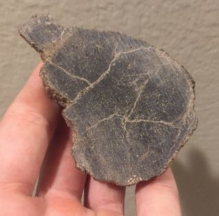 Utah Fossil Dinosaur Bone Slab 3” Polished Jurassic Fossil 3.  6 Oz