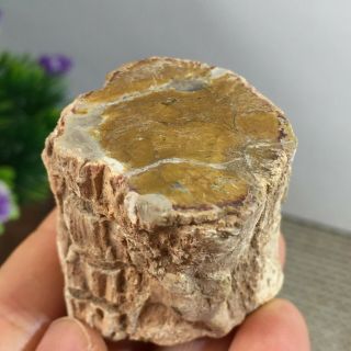 Polished Petrified Wood Crystal Slice Madagascar 71g A158