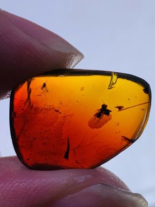 Wasp&mosquito Fly In Red Blood Amber Burmite Myanmar Amber Insect Dinosaur Age