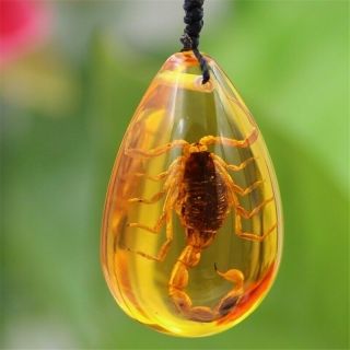 Insect Stone Natural Scorpions Inclusion Amber Baltic Pendant Necklace Home Deco