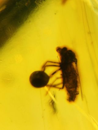 Unknown Fly On Plant Spore Burmite Myanmar Amber Insect Fossil Dinosaur Age
