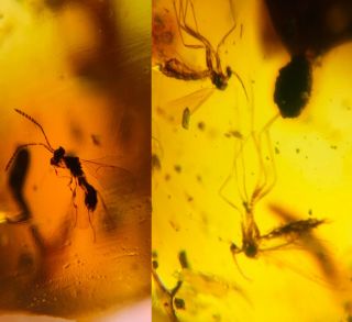 2 Mosquito Fly&wasp Bee Burmite Myanmar Burmese Amber Insect Fossil Dinosaur Age