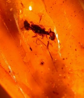 Cretaceous Wasp With Psocopteran In Burmite Amber Fossil Gemstone Dinosaur Age