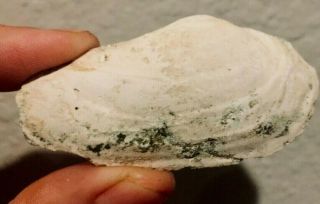 Florida Fossil Bivalve Panope Brooksvillensis Oligocene Age Shell Clam