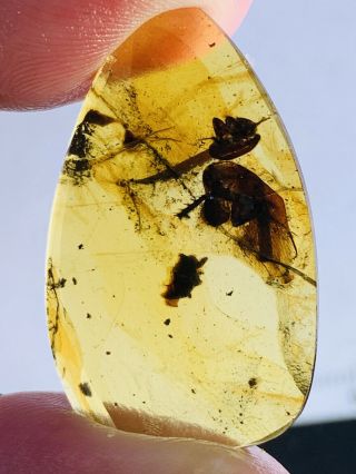 1.  45g Adult Roach Burmite Myanmar Burmese Amber Insect Fossil Dinosaur Age