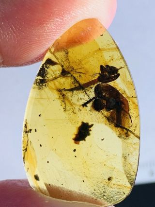 1.  45g Adult Roach Burmite Myanmar Burmese Amber insect fossil dinosaur age 2