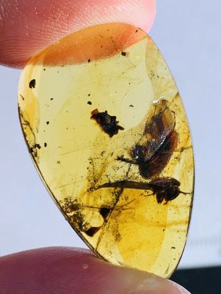 1.  45g Adult Roach Burmite Myanmar Burmese Amber insect fossil dinosaur age 3