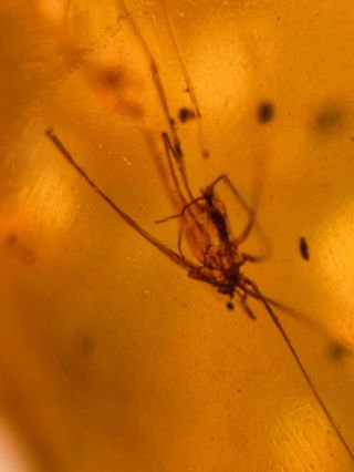 6.  07g Spider&unknown Bug Burmite Myanmar Burma Amber insect fossil dinosaur age 2