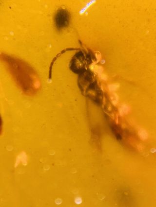 7g 2 Hymenoptera Wasp Bee Burmite Myanmar Burma Amber Insect Fossil Dinosaur Age