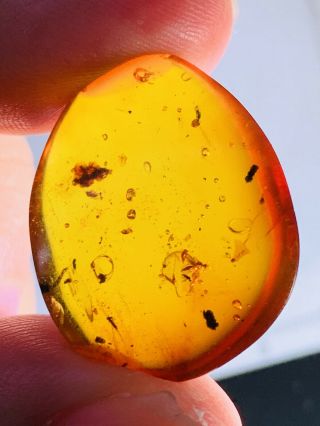 2.  65g Fly In Red Blood Amber Burmite Myanmar Amber Insect Fossil Dinosaur Age