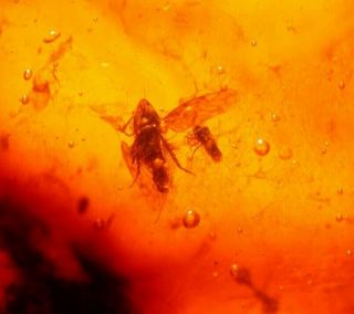 Fulgoroid Insect,  Worker Ant,  True Bug In Authentic Dominican Amber Fossil