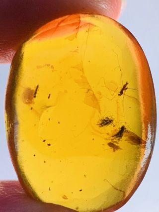 2.  94g Mosquito Fly&wasp Bee Burmite Myanmar Amber Insect Fossil Dinosaur Age