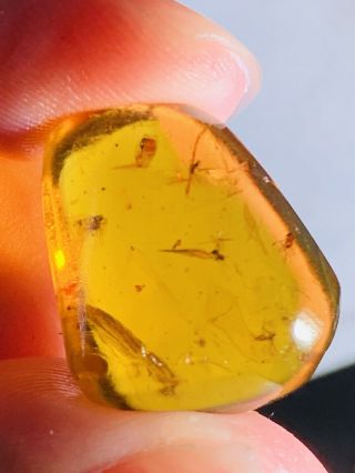 2.  45g Some Fly&wasp Bee Burmite Myanmar Burmese Amber insect fossil dinosaur age 2