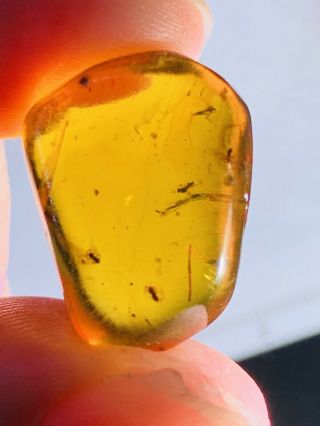 2.  45g Some Fly&wasp Bee Burmite Myanmar Burmese Amber insect fossil dinosaur age 3