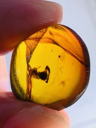 1.  63g Unknown Bug&mineral Burmite Myanmar Burma Amber Insect Fossil Dinosaur Age