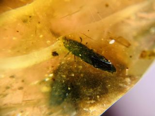 Beetle&roach In Mineral Burmite Myanmar Burmese Amber Insect Fossil Dinosaur Age