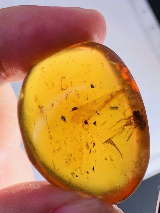 6.  2g Unknown Bug&wing Burmite Myanmar Burmese Amber Insect Fossil Dinosaur Age