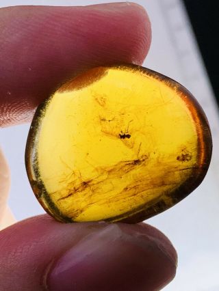 2.  33g Unknown Fly Bugs Burmite Myanmar Burmese Amber Insect Fossil Dinosaur Age