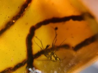 Mosquito Fly&pine Needles Burmite Myanmar Burma Amber Insect Fossil Dinosaur Age