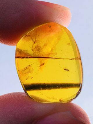 3.  07g Wasp Bee&plant Burmite Myanmar Burmese Amber Insect Fossil Dinosaur Age