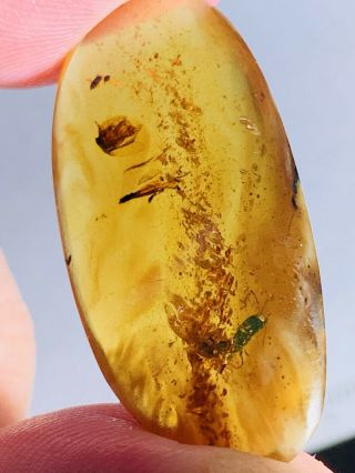 2.  38g Beetle&mineral Burmite Myanmar Burmese Amber Insect Fossil Dinosaur Age
