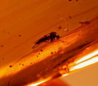 Mycetophilid Fly,  Mite,  Larva In Burmite Amber Fossil Gemstone Dinosaur Age