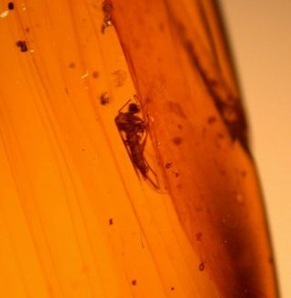 Mycetophilid Fly,  Mite,  Larva in Burmite Amber Fossil Gemstone Dinosaur Age 2