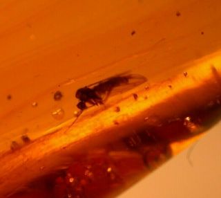Mycetophilid Fly,  Mite,  Larva in Burmite Amber Fossil Gemstone Dinosaur Age 3
