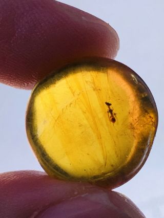 2.  33g Unknown Fly Bug Burmite Myanmar Burmese Amber Insect Fossil Dinosaur Age