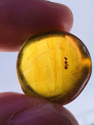 2.  33g Unknown Fly Bug Burmite Myanmar Burmese Amber insect fossil dinosaur age 2