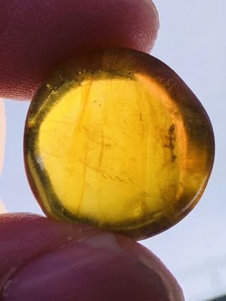 2.  33g Unknown Fly Bug Burmite Myanmar Burmese Amber insect fossil dinosaur age 3