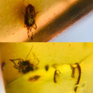 2 Tick&millipede&beetle Burmite Myanmar Burmese Amber Insect Fossil Dinosaur Age