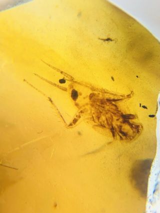 Long Tails Roach Larva Burmite Myanmar Burmese Amber Insect Fossil Dinosaur Age