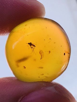 Unknown Item&dance Fly Burmite Myanmar Burmese Amber Insect Fossil Dinosaur Age