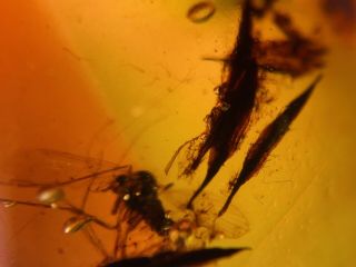 Tree Leaf&mosquito Fly Burmite Myanmar Burmese Amber Insect Fossil Dinosaur Age