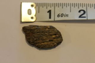 Small 1.  25 " Petrified Wood Chip - Fossilized Wood - Calvert Cliffs Md - Fossil